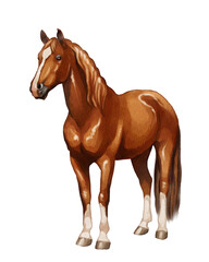 Obraz premium Horse standing in a simple pose with a smooth coat and long mane during daytime indoors