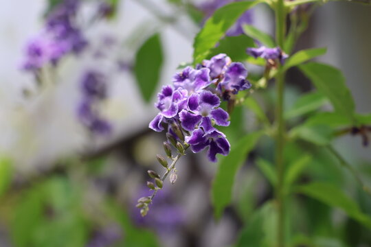 Duranta flowers