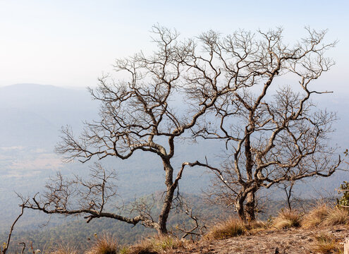 Bare trees on mountain slope in Phu Kradueng National Park. Dry season landscape in Thailand. Natural environment with scenic views.