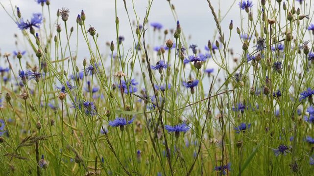 Blue cornflowers, centaurea cyanus or bachelors button growing on summer meadow, flowering plant, noxious weed in arable crops, blue sky