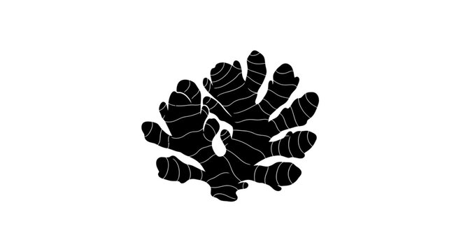 Ginger root silhouette isolated on a white background highlights the organic texture and unique shape of this culinary spice.