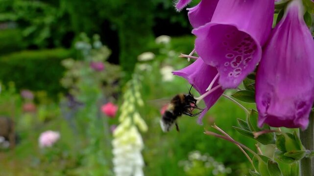 A buff-tailed bumble bee (Bombus terrestris) on an opium poppy, slow motion