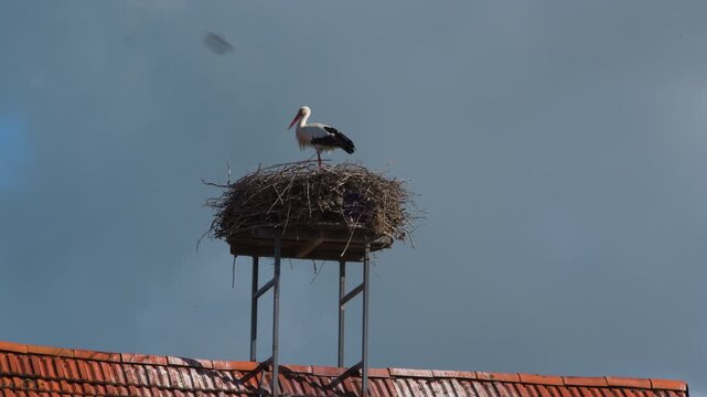 storks in nest on a roof 4K   