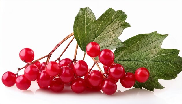 Viburnum Opulus Branch With Ripe Red Berries Seasonal Harvest Close Up Isolated On White Background