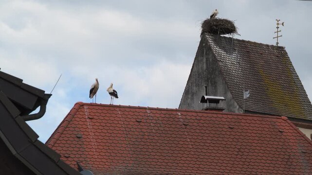storks in nest on a roof 4K   