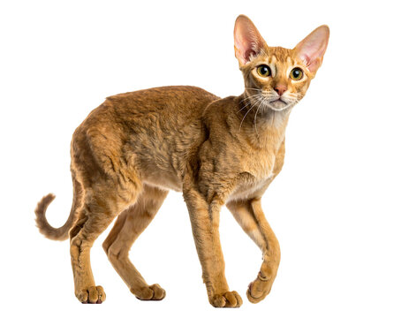 A slender, curious feline with tan-orange fur, erect ears, and focused, golden eyes, seen against a stark black background