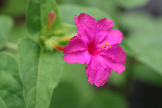 Pink four o'clock flower