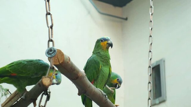 green parrot sits on wooden branch in indoor aviary enclosure. colorful parrot displays beautiful plumage and vibrant feathers. captive parrot lives in zoo or sanctuary environment