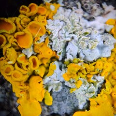 Extreme macro of yellow and grey lichen colony © Petaloptyon