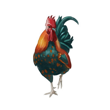 Colorful rooster standing on one leg in a simple setting showing natural feathers and vibrant colors at a farm