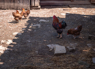 Free range chickens and a colorful rooster walking around a traditional rural farmyard. Authentic countryside poultry farming scene with natural daylight and rustic surroundings. © Marek
