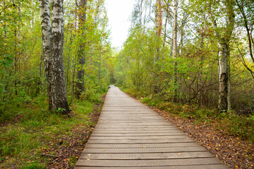 Fototapeta premium Wooden ecotrail path winding through autumn forest with birch tree. Walking trail for hiking in national park. Nature recreation area for outdoor activity, tourism and ecology concept.