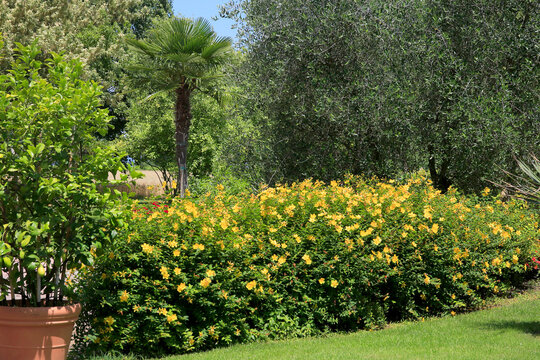 Gelbe Bl&uuml;h-Str&auml;ucher in mediteranem Garten