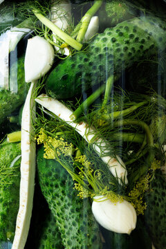 A close-up view of cucumbers in water with salt, dill, garlic and horseradish during the pickling process.