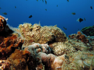 Naklejka premium A devil scorpionfish Scorpaenopsis diabolus 