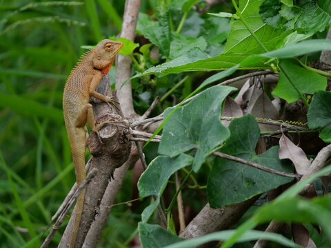 Oriental garden or Eastern garden or Changeable lizard on tree with natural green background, Orange color head of male reptile in Thailand