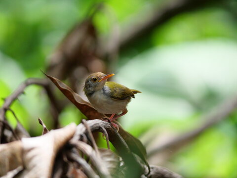 Common tailorbird ( Orthotomus sutorius ) on tree branch with natural green background, Small green bird with an orange head in Thailand