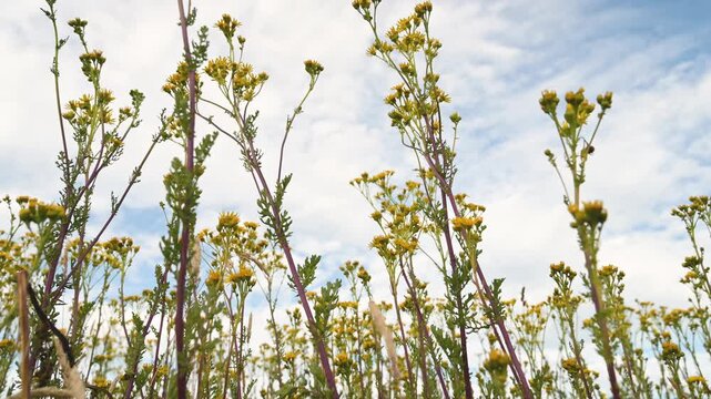 Yellow ragwort flowers, jacobaea vulgaris or senecio jacobaea growing on summer meadow, flowering plant, noxious weed in arable crops, blue sky