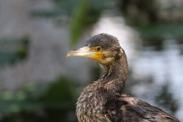 Detailed profile portrait of a great cormorant near the water © Lexi_Patrovska