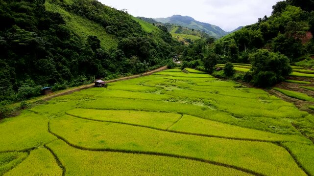 Witness the breathtaking beauty of lush green rice terraces in Chiang Mai, Thailand, as farmers tend to their crops during harvest. Experience the vibrant landscapes filled with life and agriculture.