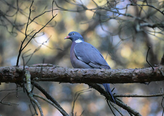 Gołąb grzywacz (Columba palumbus) siedzący na gałęzi sosny w lesie. Dzikie ptaki w naturalnym środowisku leśnym, zbliżenie. © Joanna