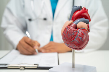 Cardiovascular disease CVD, doctor with heart human model anatomy for treatment patient in hospital.