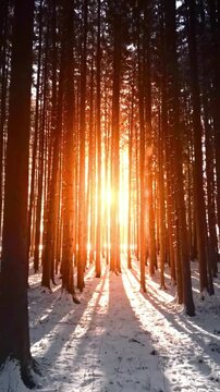 sun rays in the forest