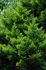Fototapeta premium A high-angle, vertical stock photograph capturing vibrant green branches of a growing cypress bush or thuja tree. 