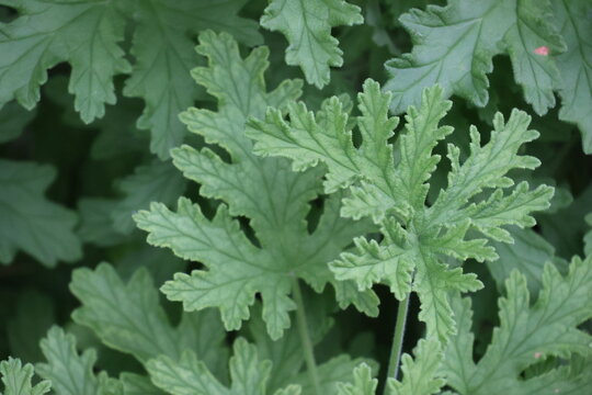 Rose geranium for herbal tea