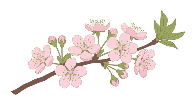 A delicate cherry blossom branch icon with flowers and leaves on a brown stem