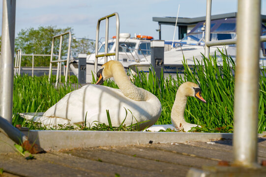 Deux cygnes blancs au bord d'un ponton &agrave; la marina de Falkirk