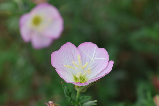 Evening primrose flower