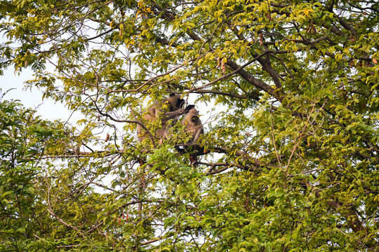 Northern Plains Gray Langurs (Semnopithecus entellus) Among Dense Green Foliage