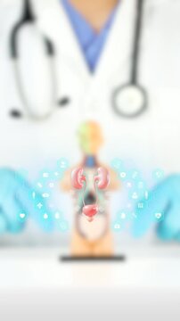 3D rotating male urinary system. Bokeh background. Urology awareness, men's health, urinary tract infection prevention, hyperplasia, screening, and preventative care.