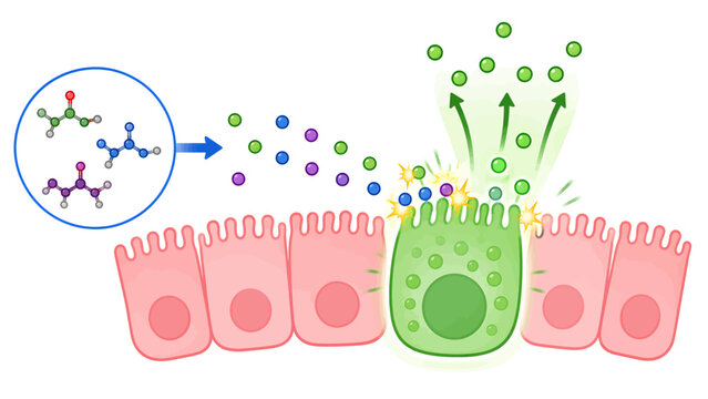Cells absorbing molecules, illustrating nutrient transport and cellular absorption in biology