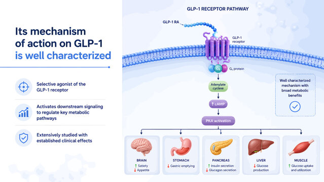 Detailed illustration of GLP-1 receptor pathway and its metabolic effects on organs.
