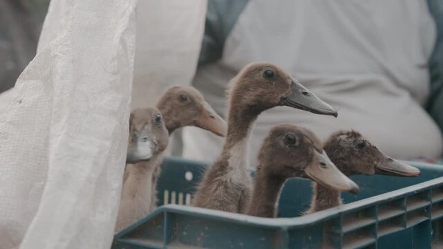 Ducklings in a carret close up