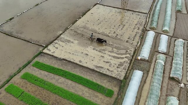 Old Farmer Plowing Rice Paddy with Buffalo, Traditional Spring Farming, China