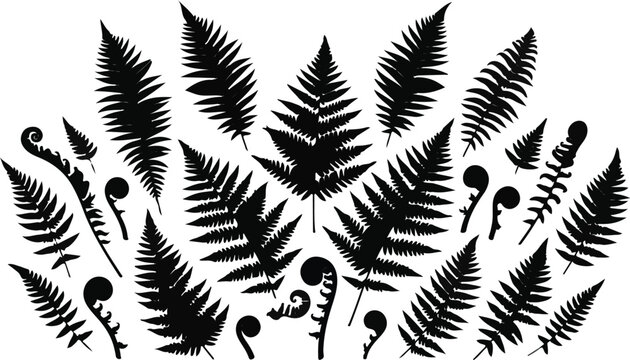 Meadow fern leaves and fiddleheads semicircle vector silhouette border arrangement