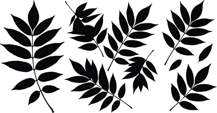 Elegant pinnate tree leaf branches vector silhouette decorative design set