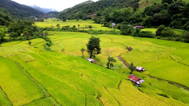 Explore the breathtaking rice terraces of Chiang Mai, Thailand, as golden sunlight bathes the vibrant fields. This serene landscape offers a glimpse into rural life and natural beauty.