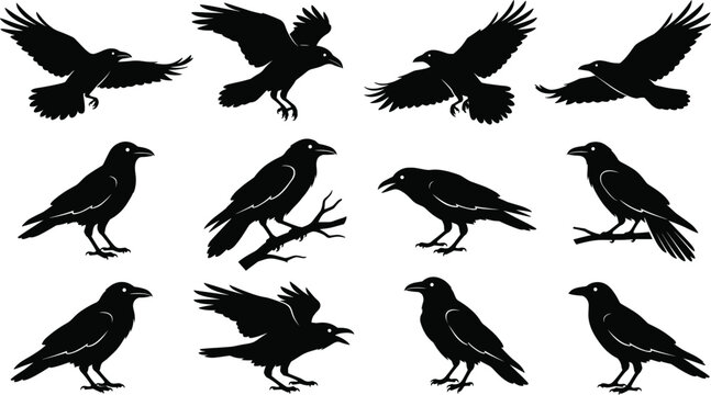 Crow silhouettes, raven black icons, corvus bird shapes, wildlife collection, avian animal outlines, nature flying graphics, dark bird symbols, forest birds, flying raven creatures, black wings.