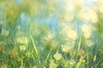 Obraz premium bokeh grass and flowers, summer nature background, blurred sun glare on fields of meadow flowers and fresh grass