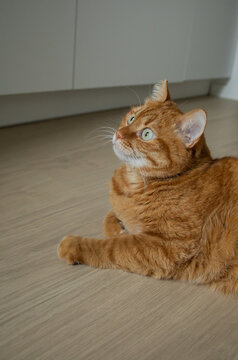 Cute adult orange cat laying down on the floor at home in minimalistic interior with copy space. Domestic animals, cat's adoption, pet life