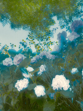 flowers in the summer