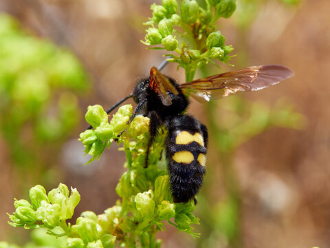 Mammoth Wasp, Megascolia Regiscolia maculata 
