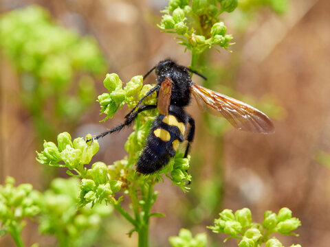 Mammoth Wasp, Megascolia Regiscolia maculata 
