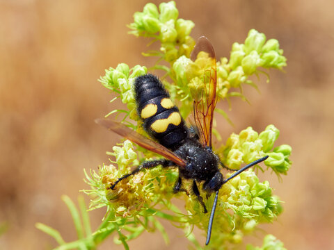 Mammoth Wasp, Megascolia Regiscolia maculata 
