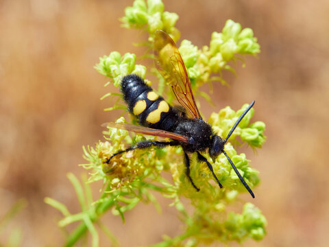 Mammoth Wasp, Megascolia Regiscolia maculata 
