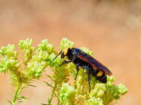 Mammoth Wasp, Megascolia Regiscolia maculata 
